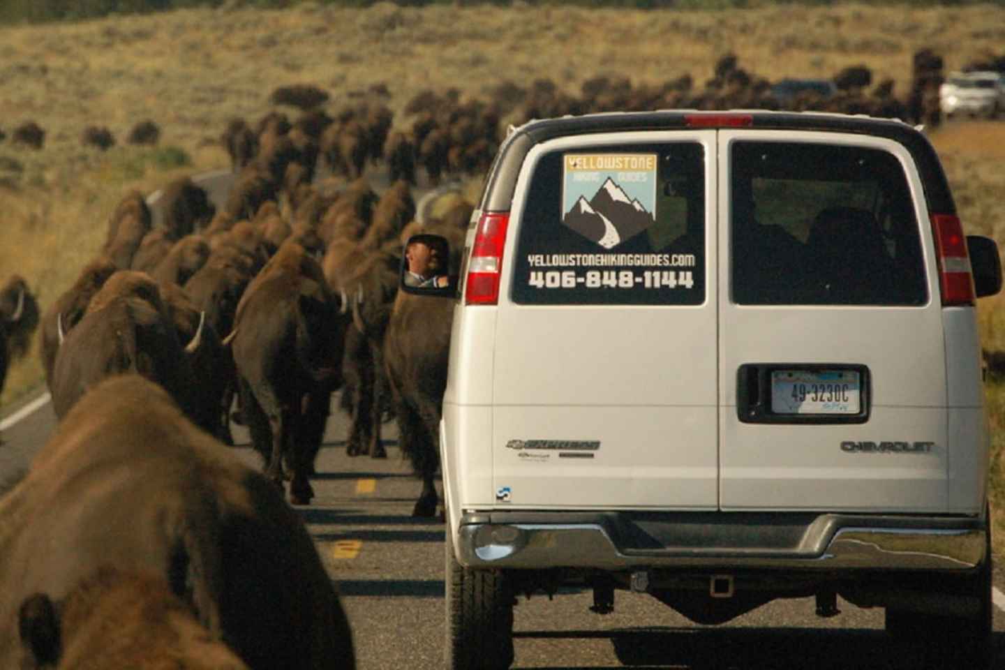 From West Yellowstone: Lamar Valley Wildlife Tour by Van thumbnail