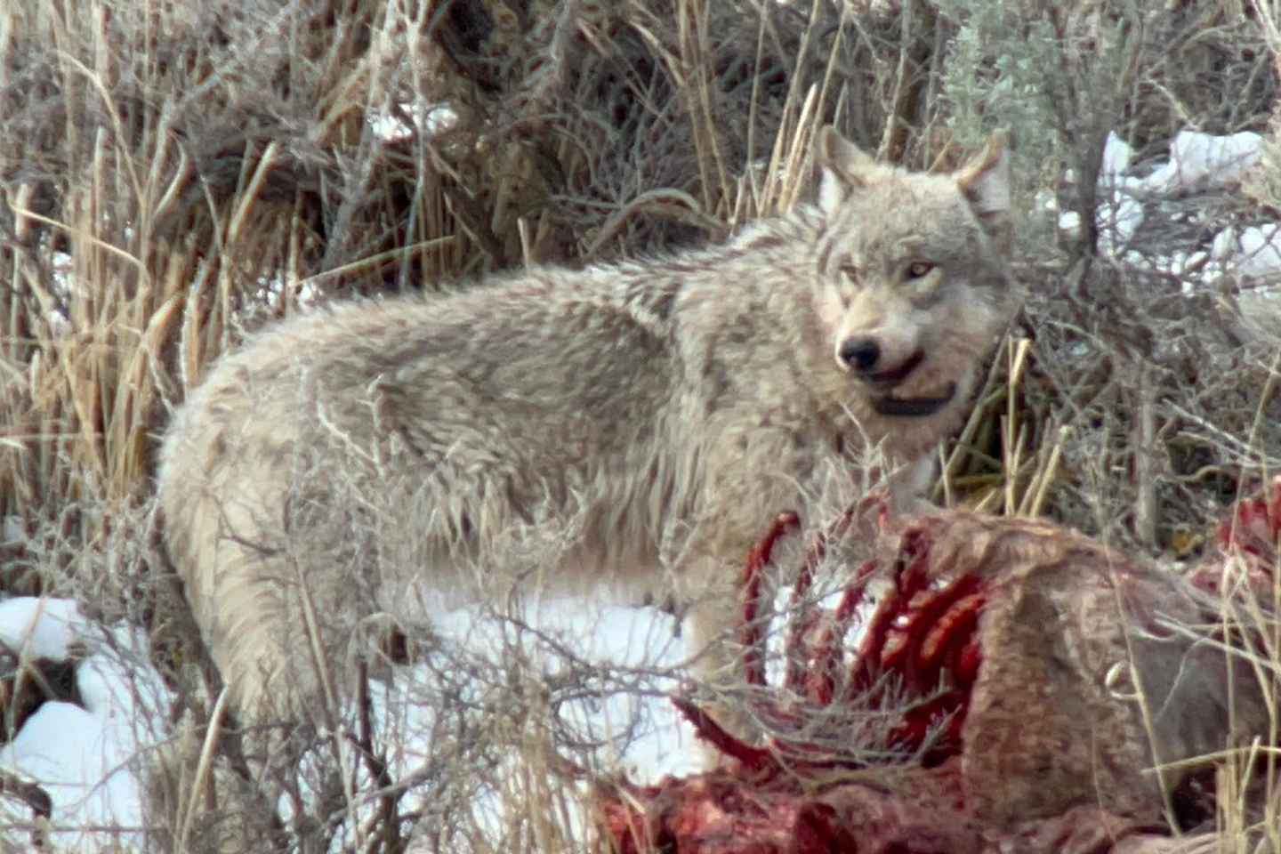 Yellowstone: Full-Day Private Guided Tour by Car with Lunch thumbnail